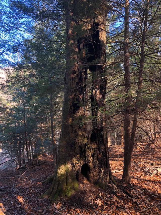 Beech Tree among the Hemlock-Upper-Twin-Feight-2018-01-26